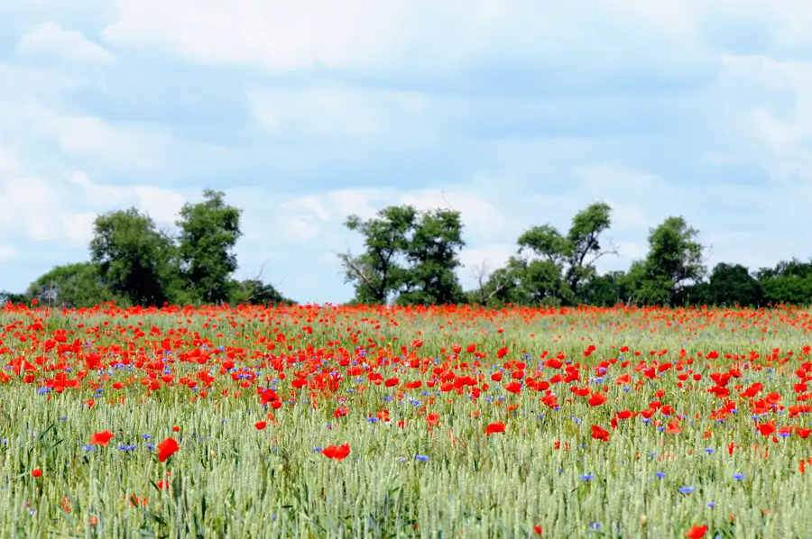 Amapolas
