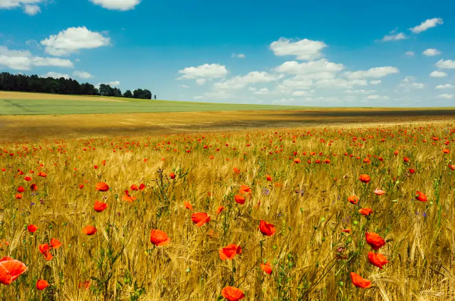 Amapolas