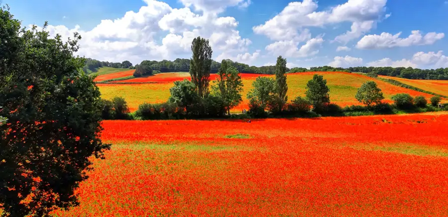 Amapolas
