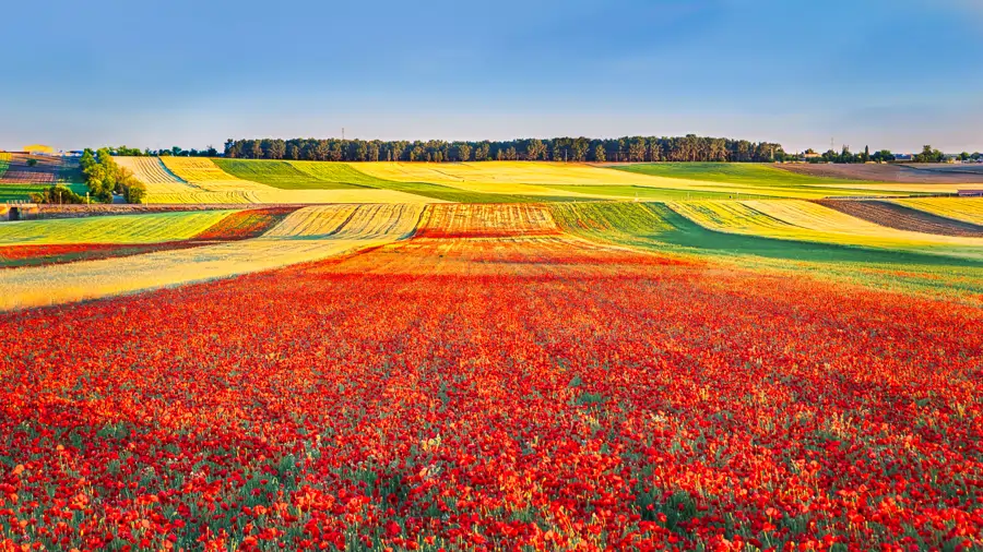 Amapolas