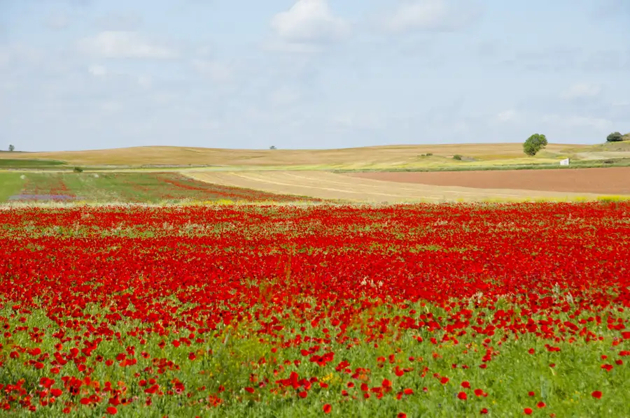 Amapolas