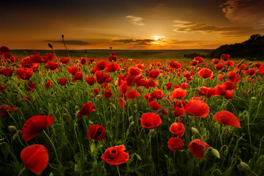 Campo amapolas