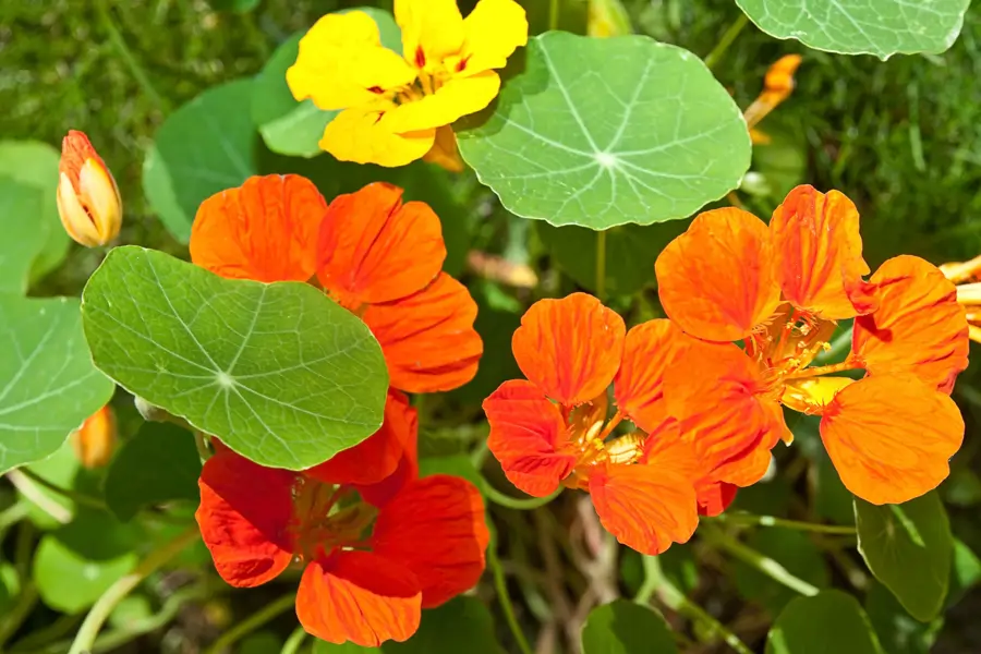 Capuchina (Tropaeolum majus)