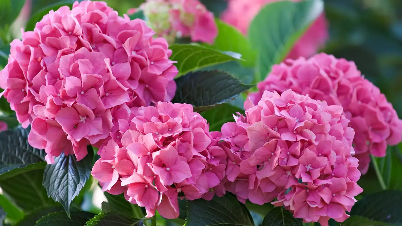 Hortensia rosa