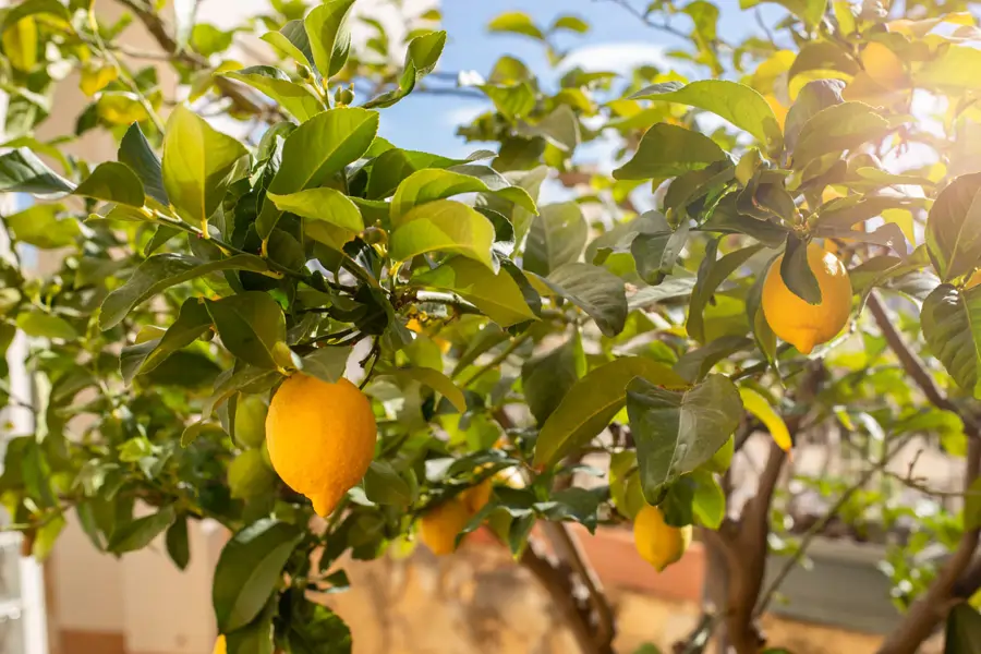 arboles para dar sombra limonero