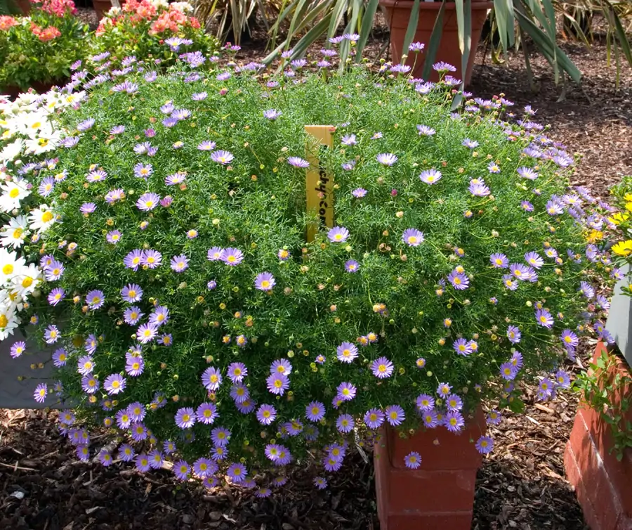 Brachyscome iberidifolia