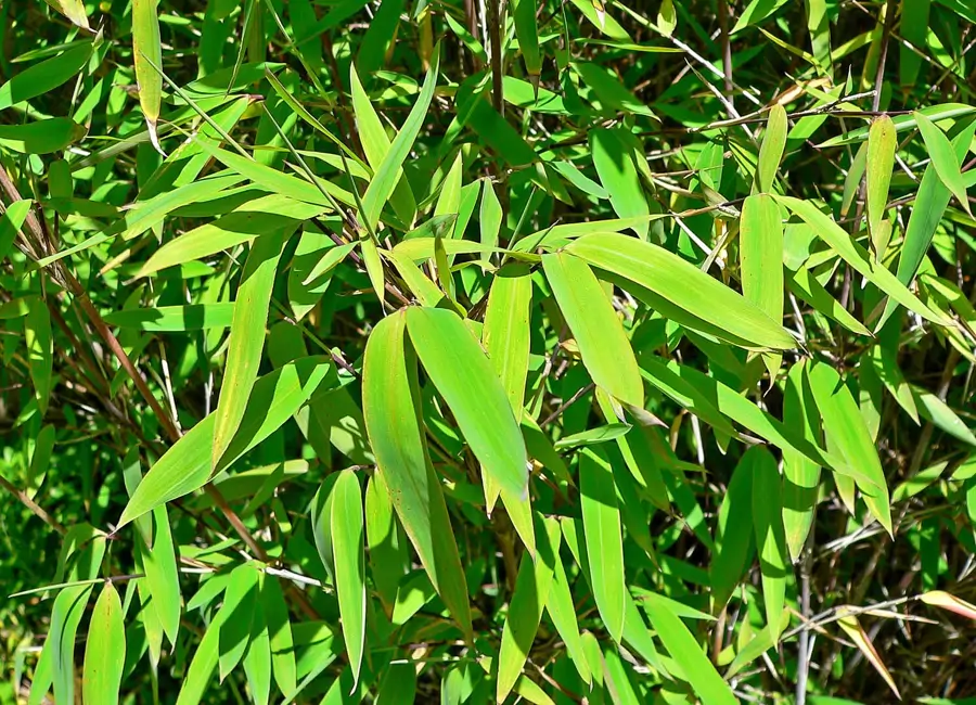 Fargesia nitida 