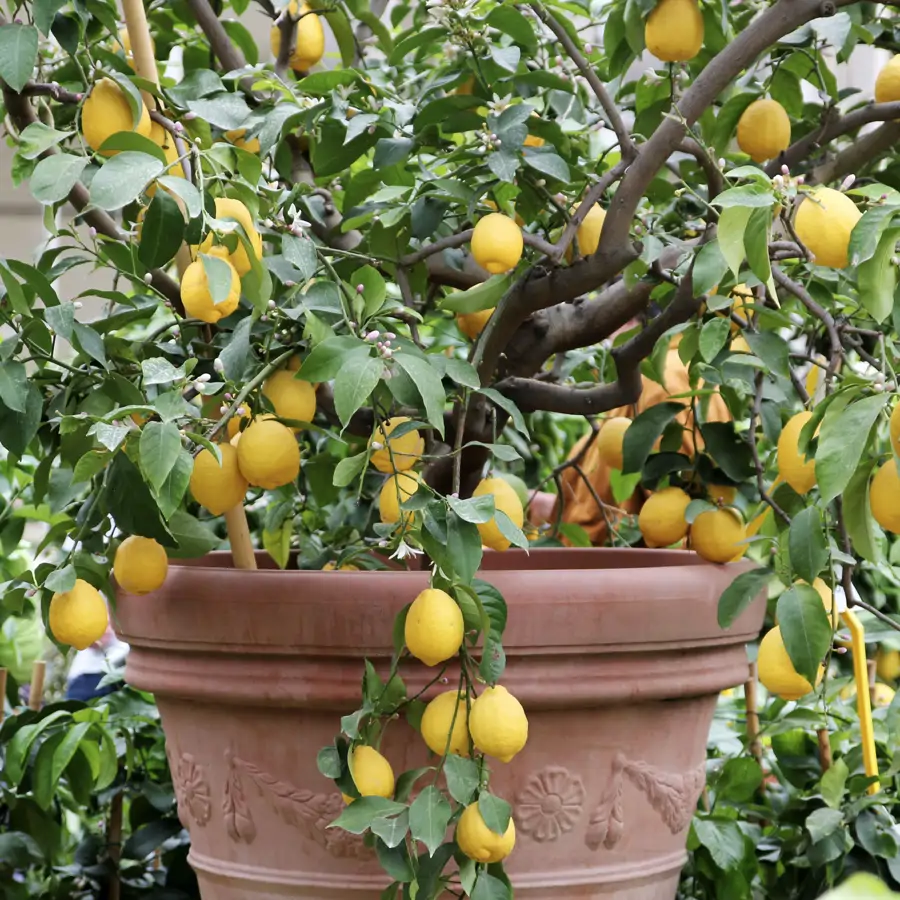 Nico Durán, experto en jardinería: "Cuando me compré mi primer limonero, me habría ido muy bien que alguien me hubiera dado estos 3 consejos"
