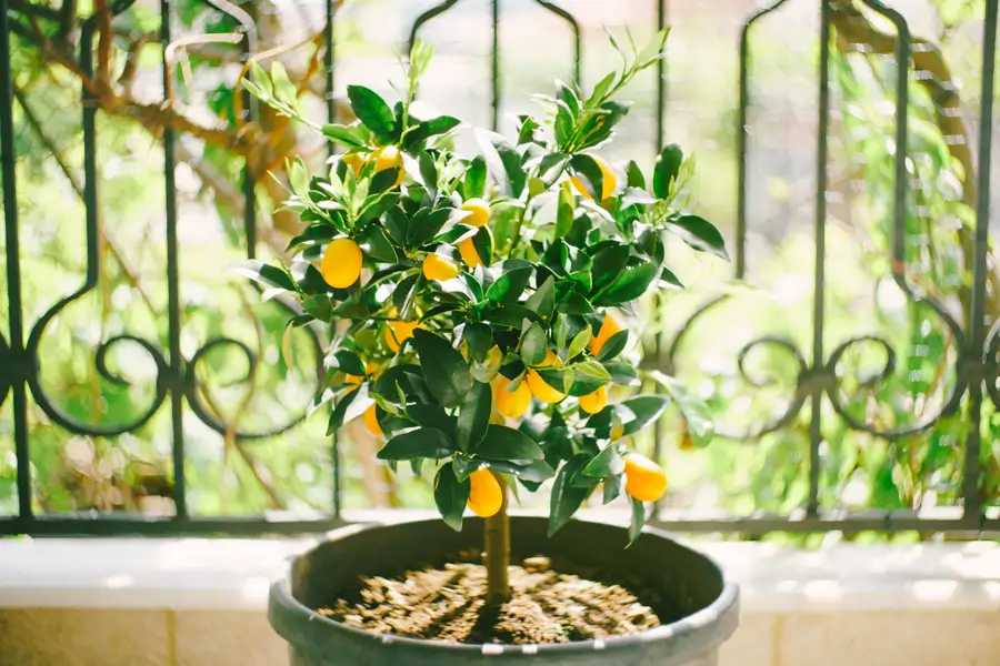 Limonero en un balcón