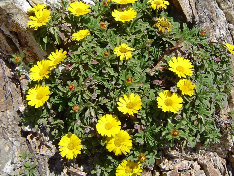 Pallenis maritimus