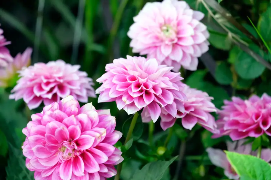 plantar dalias