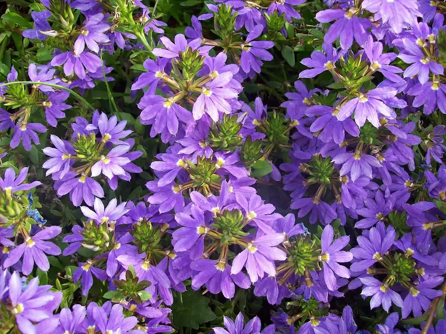 Scaevola aemula  