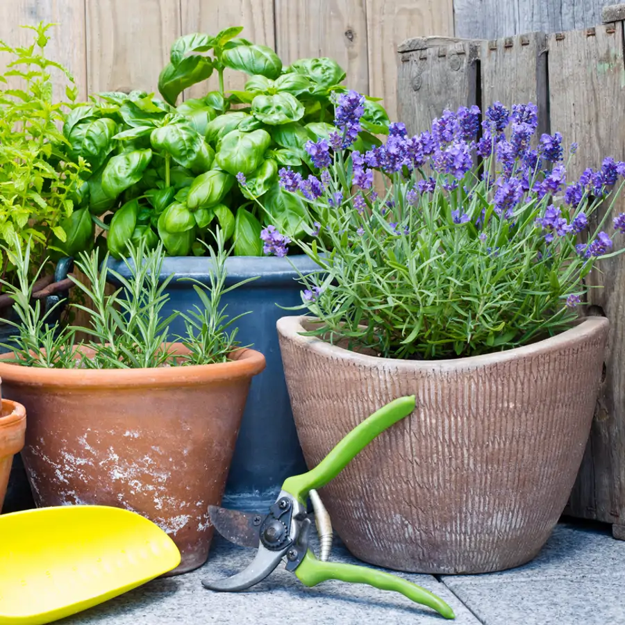 Estas son las 10 plantas que las cucarachas evitan y que todos adoran tener en el balcón o el jardín