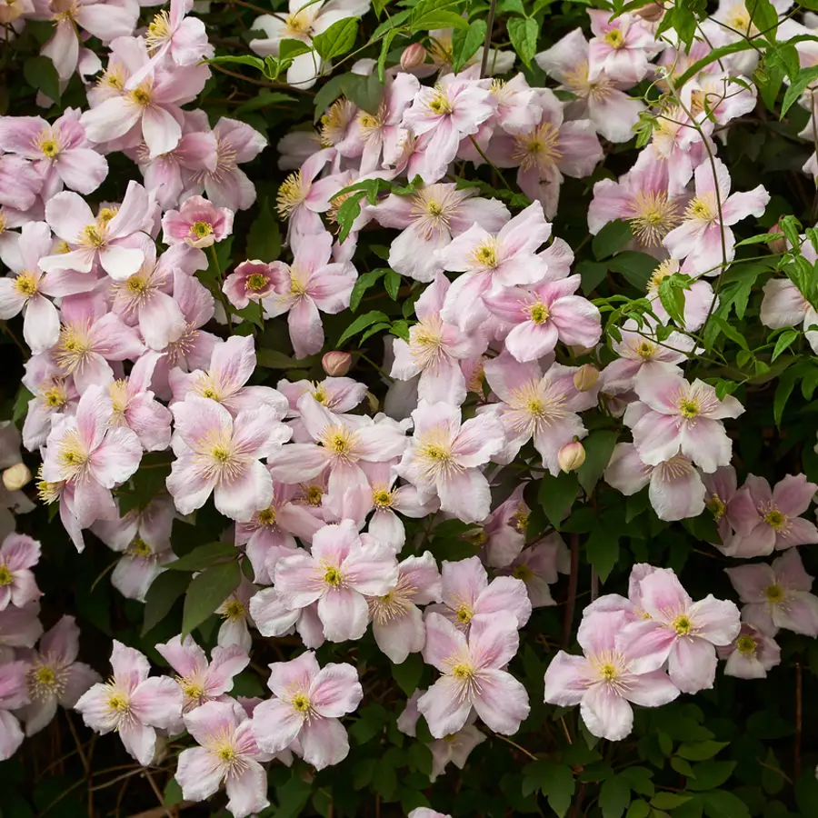 Ya no querrás otra trepadora: las flores espectaculares de esta planta huelen de maravilla, salen rapidísimo y duran todo el verano