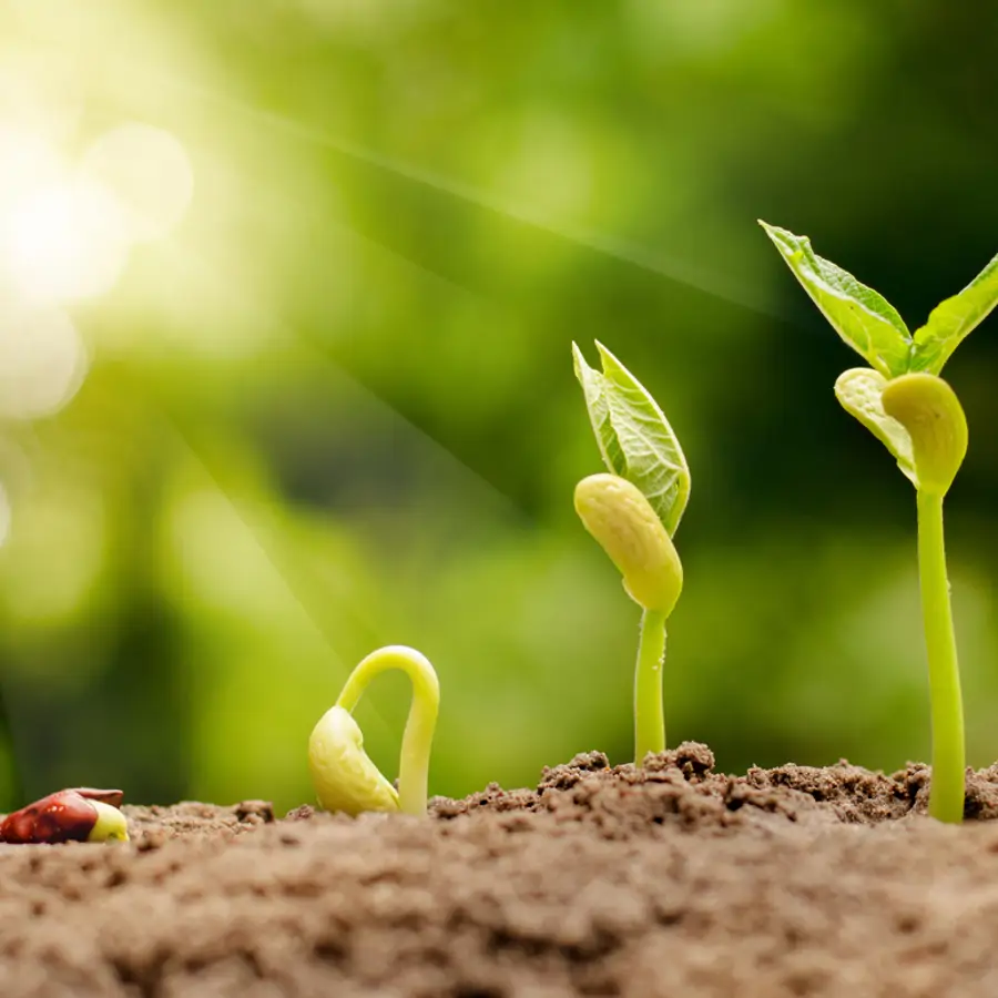 El truco del vinagre para que tus semillas broten rápido y con la fuerza que requieren las plantas para prosperar