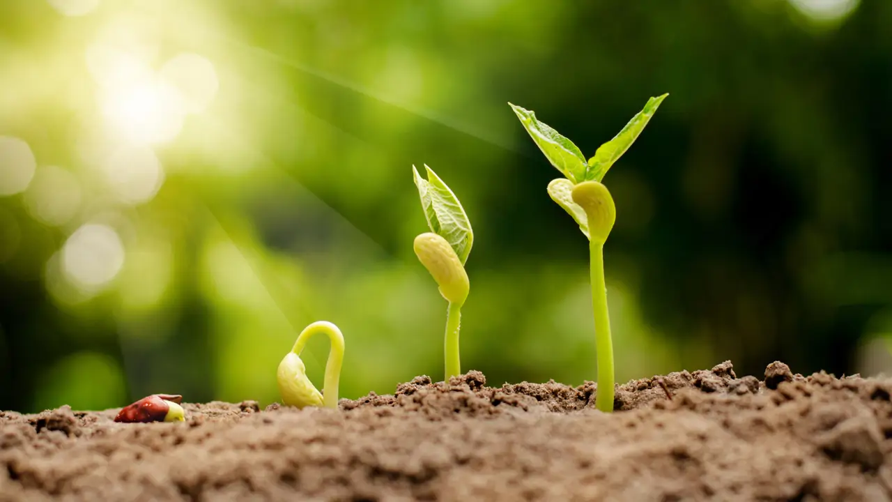Germinación de semillas