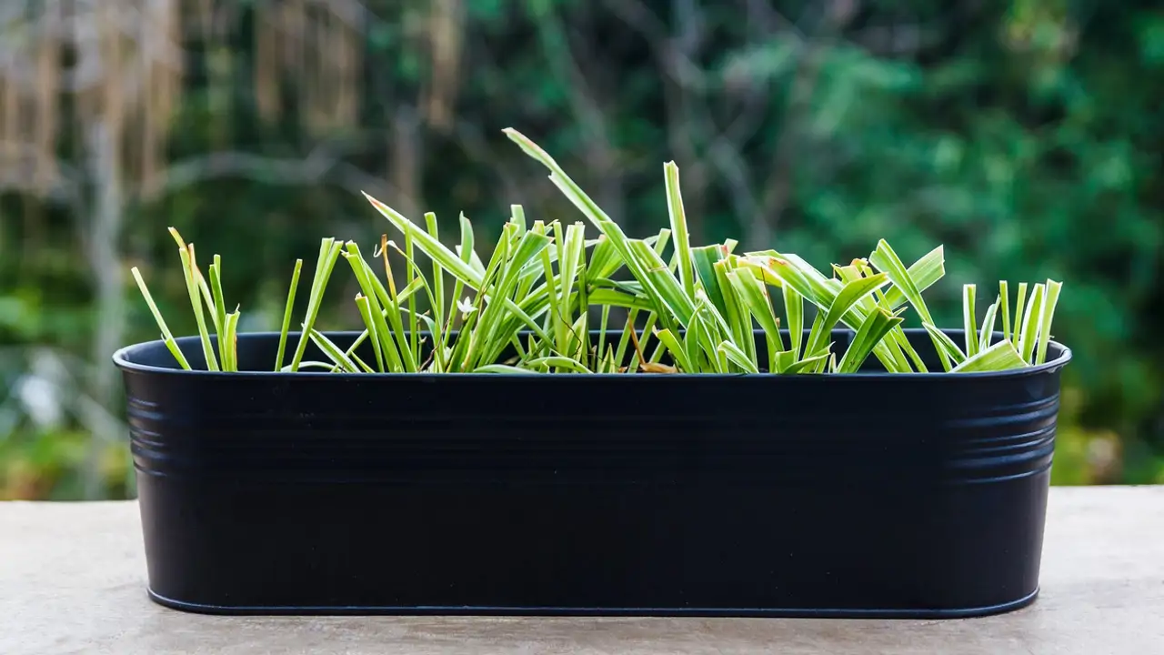 lemongrass citronela