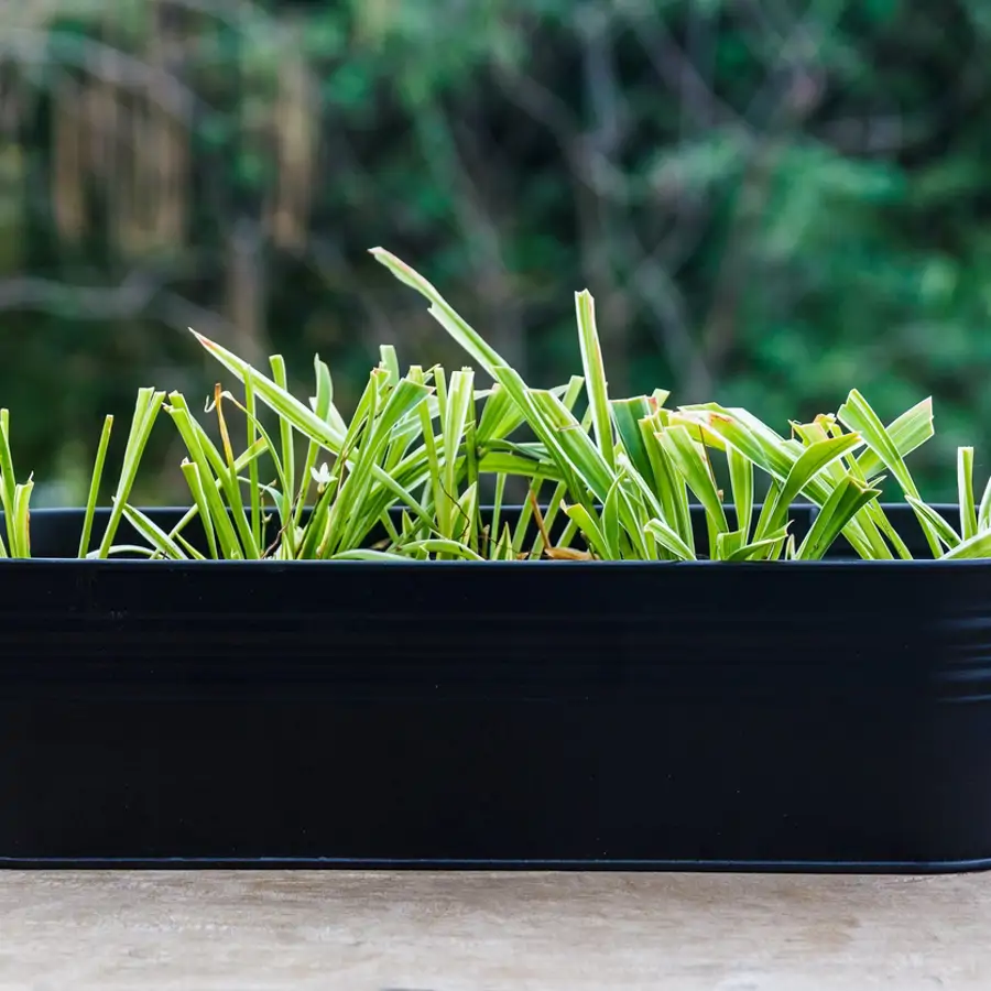 lemongrass citronela