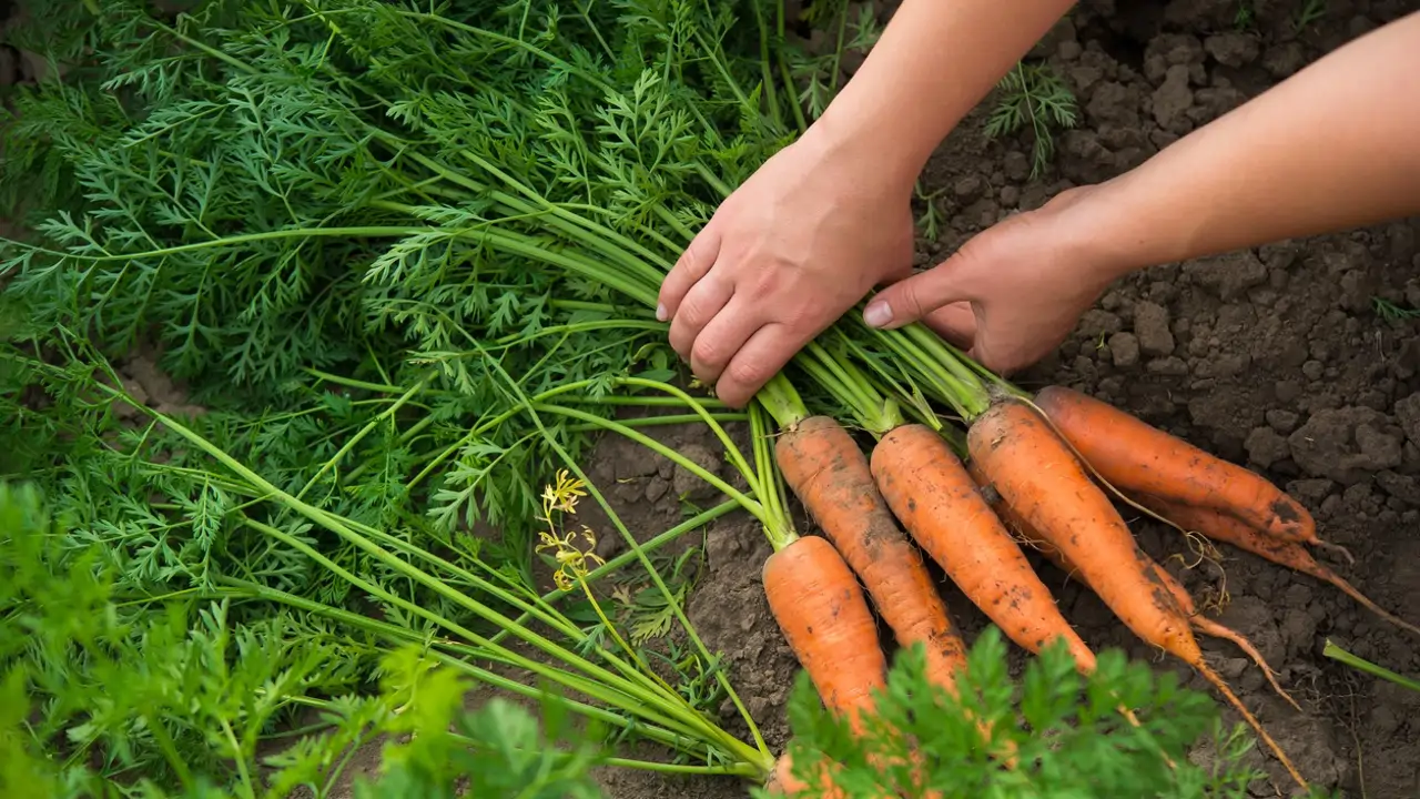 cosechar zanahorias