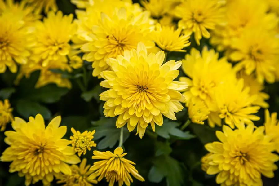 crisantemo amarillo