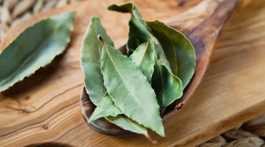 Laurel
