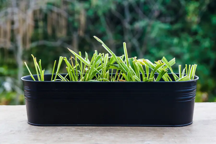 lemongrass citronela
