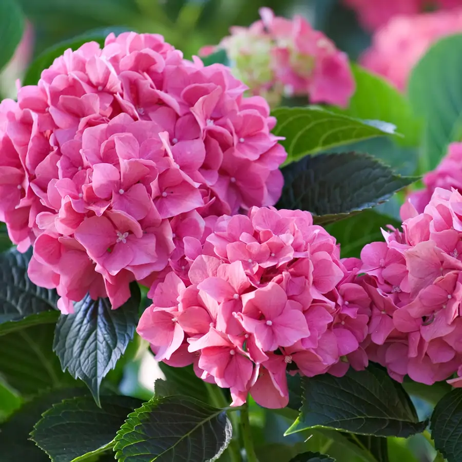 30 flores de verano para la casa y el jardín: resistentes, fáciles de cuidar y muy alegres