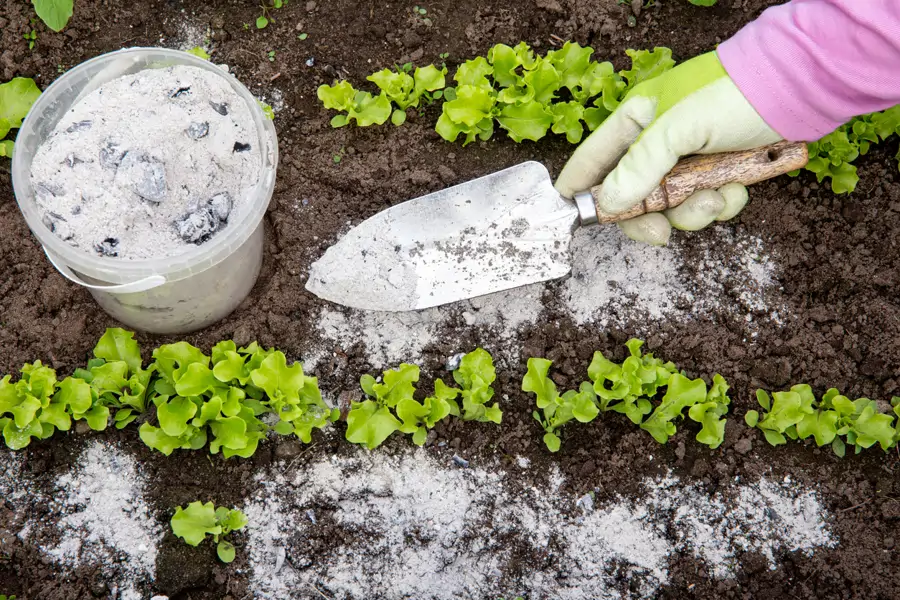 Fertilizando con ceniza