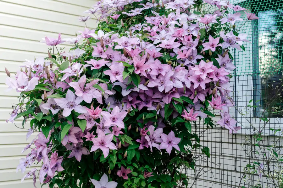 clematis rosa