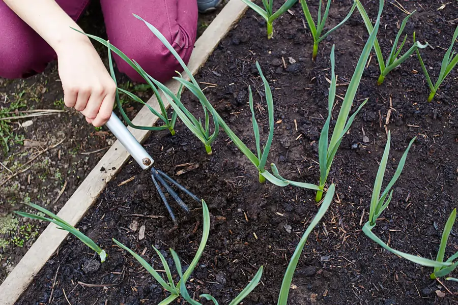 como plantar cebollas