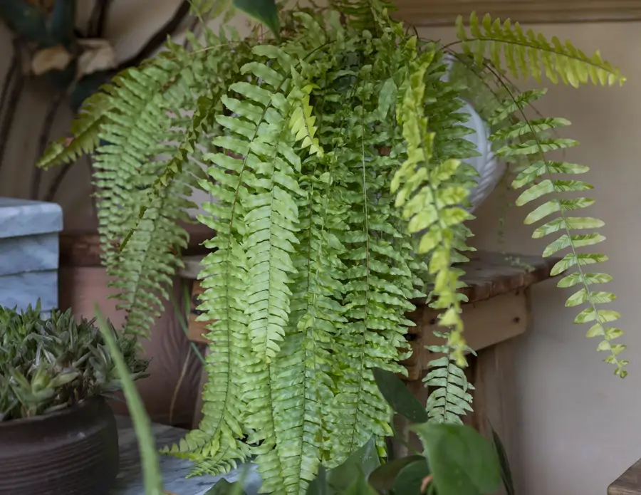 Helecho Nephrolepsis exaltata