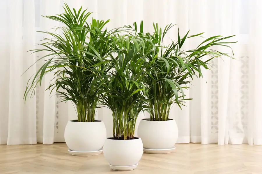 palmera areca