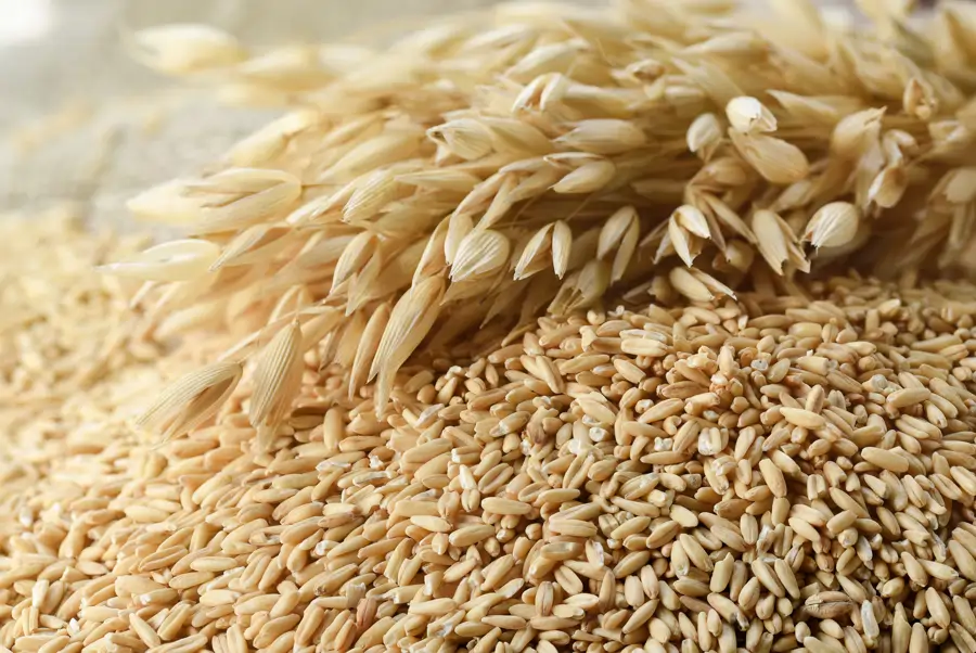 semillas de avena