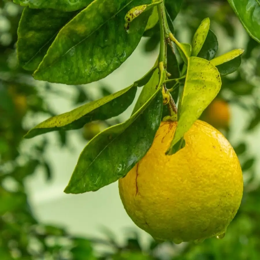 Nico Durán, experto en jardinería: "El momento en que el limonero desarrolla nuevas hojas es clave si quieres que crezca sano y eche buenos limones"