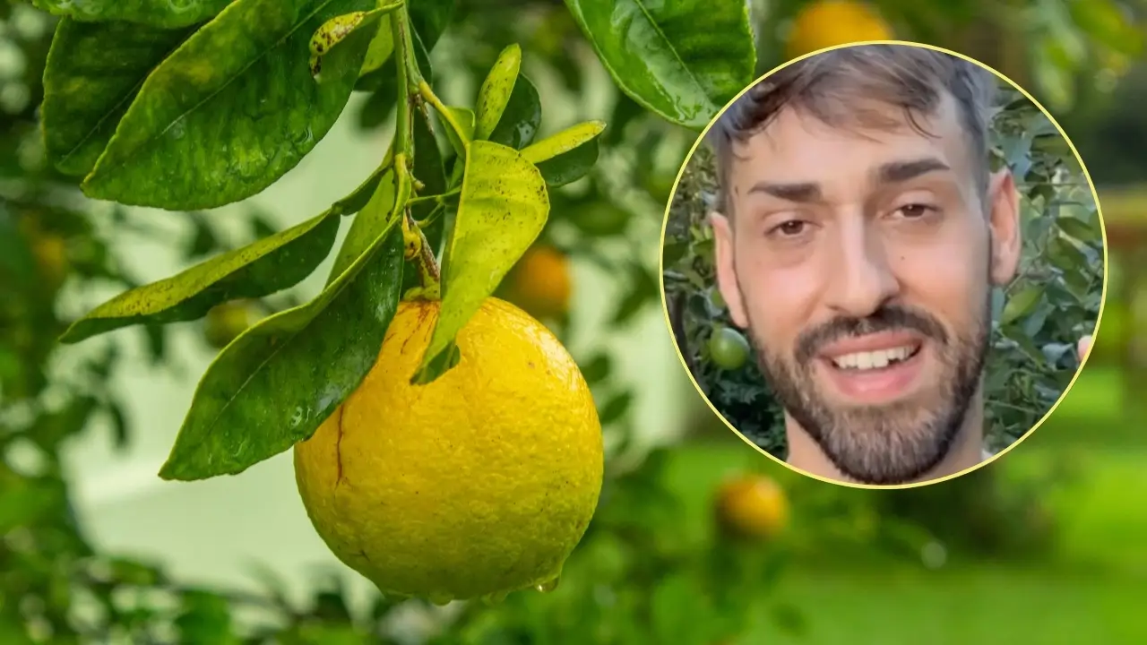 Nico Durán Limonero