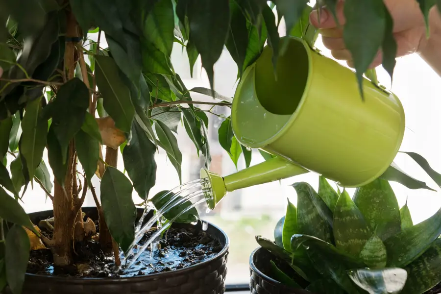 regar plantas