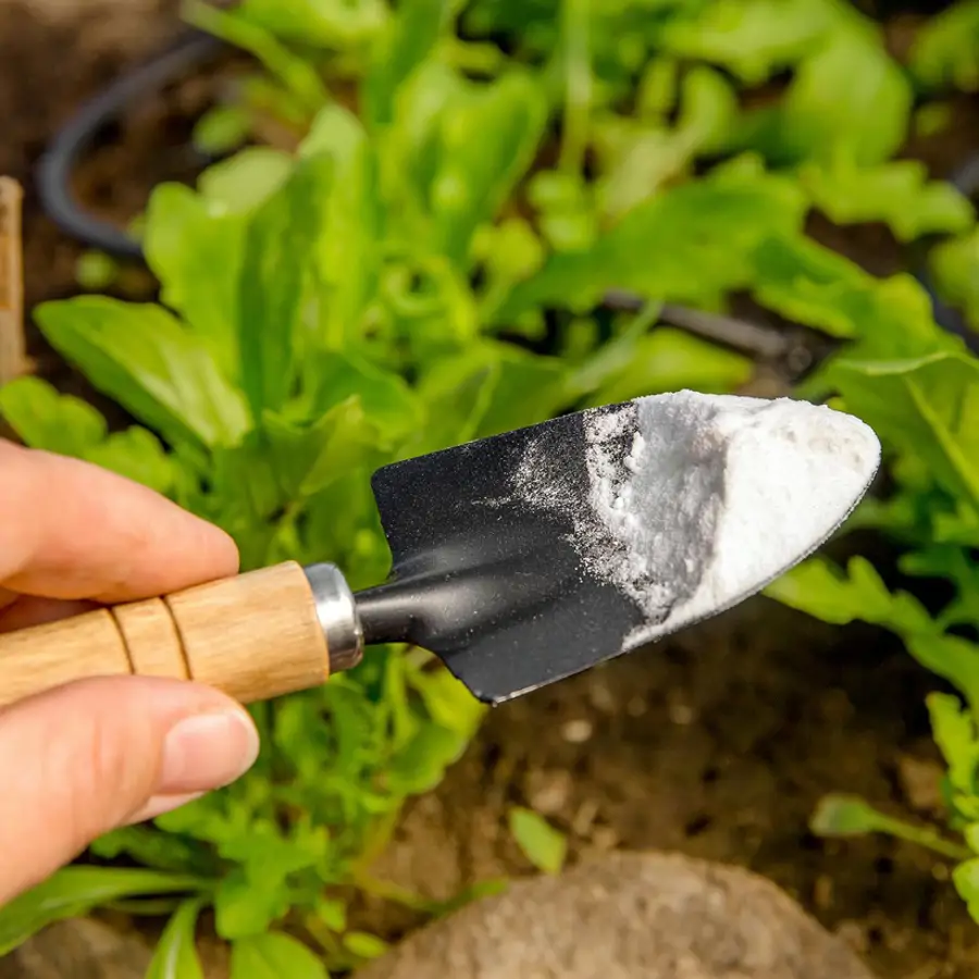 Usar bicarbonato en el huerto o el jardín