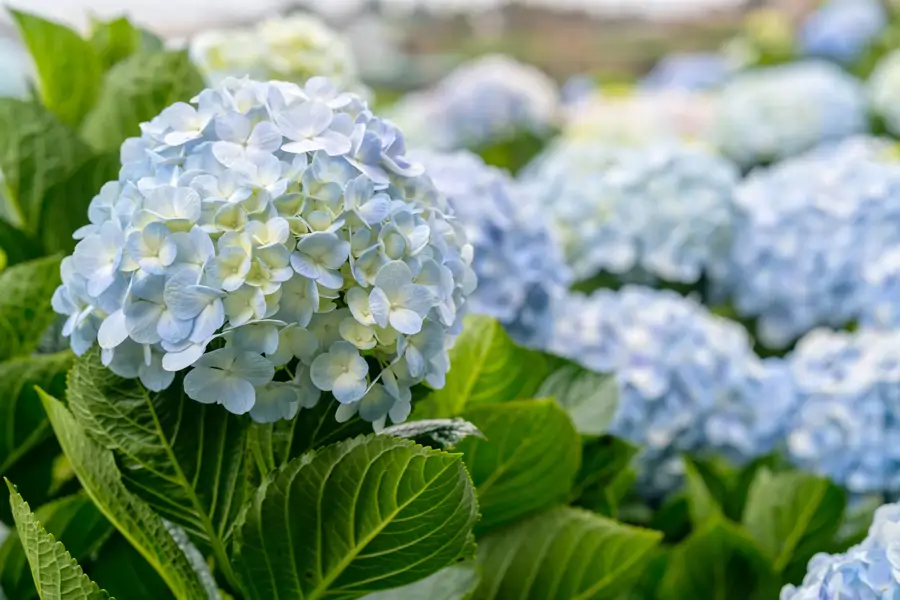 hortensias cuidados