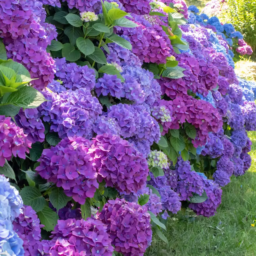 El abono natural para que tus hortensias estallen en flores todo el verano (y con el sello Cuerpomente)