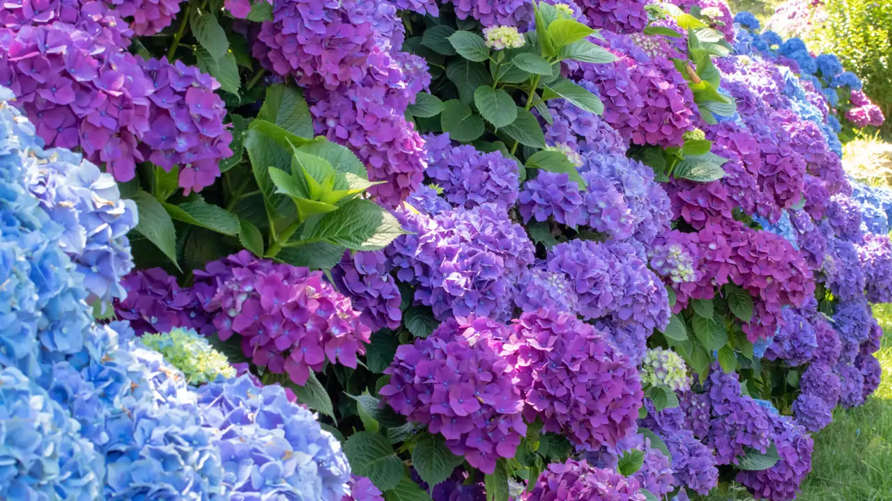 Hortensias en flor