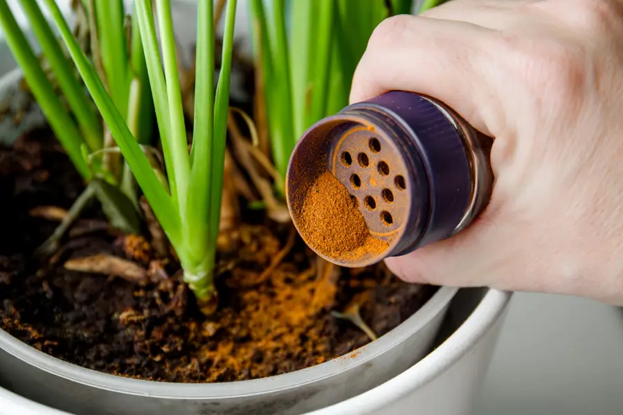 Canela para las plantas