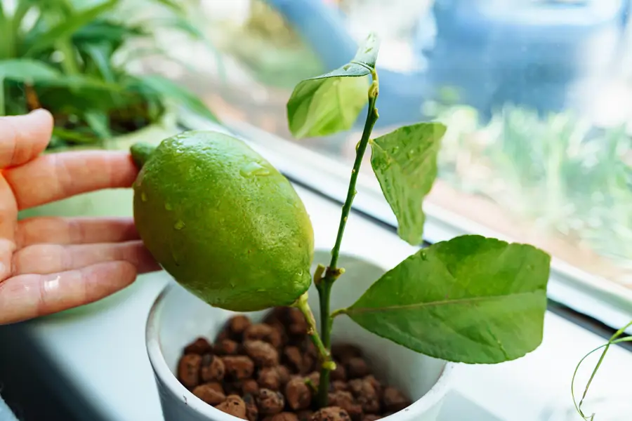 limonero joven maceta