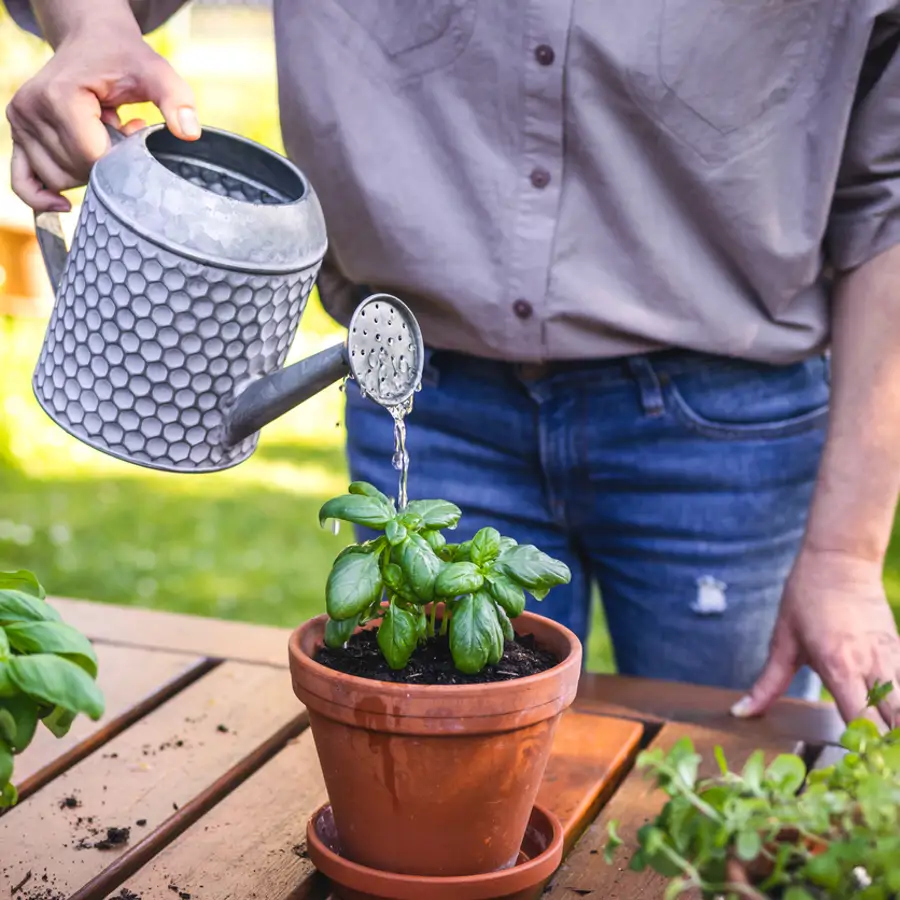 Mujer regando una albahaca