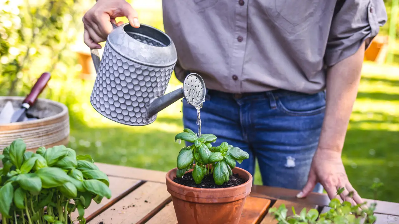 Mujer regando una albahaca