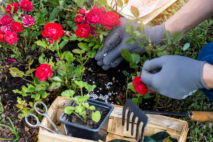 plantar rosa