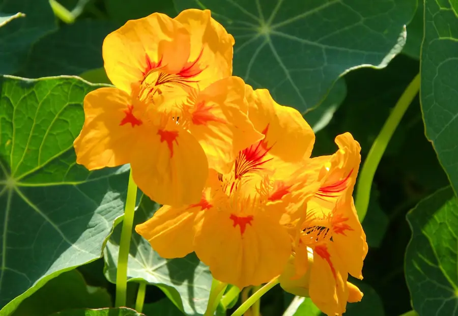 capuchina-mayo