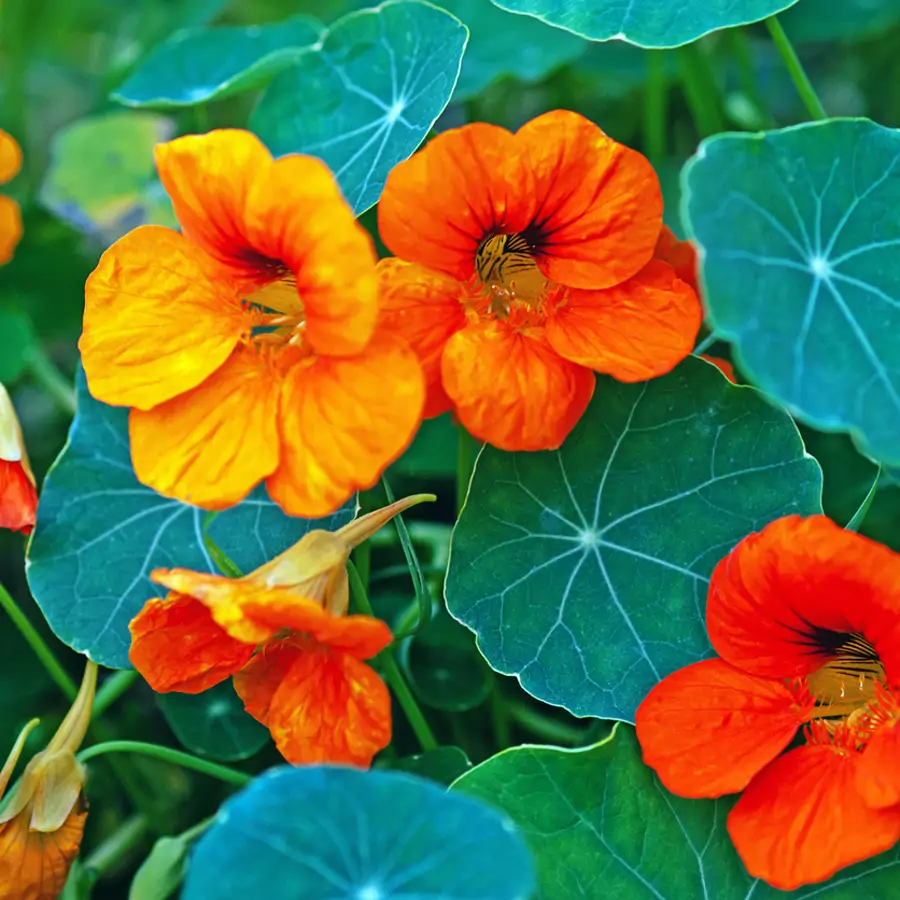 Capuchina (Tropaeolum majus)
