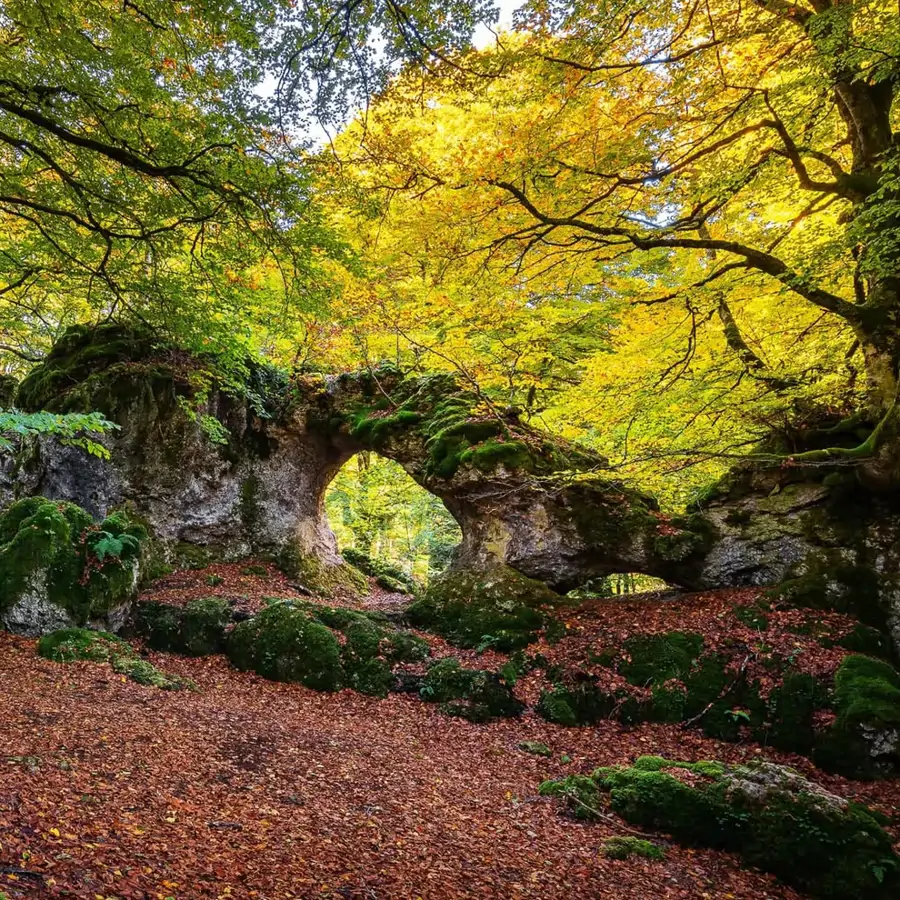 La ruta de senderismo más mágica de España está el País Vasco: bosques milenarios y laberintos de cuento que te transportan a un mundo de fantasía