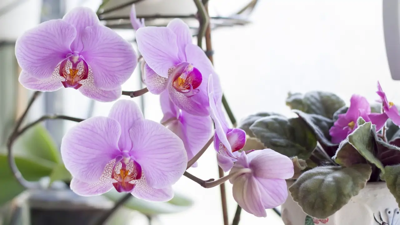 Orquídeas