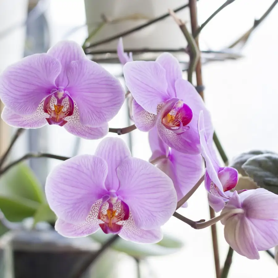 Este podría ser el motivo insospechado por el que tu orquídea no echa flores